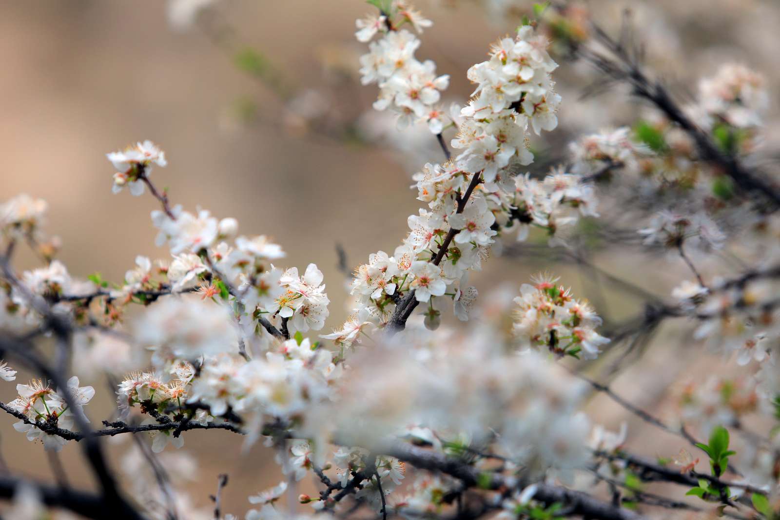 Fruit trees in blossom in Surkhandarya