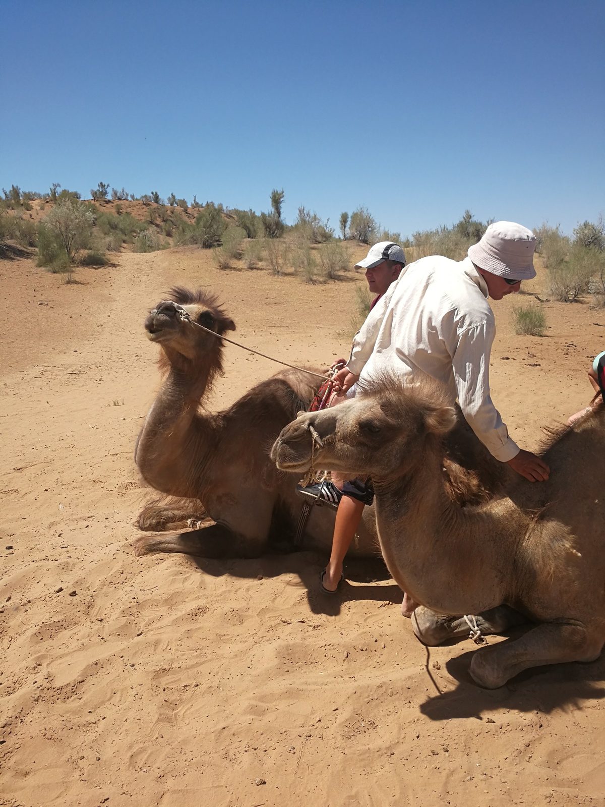Camels ready for a ride at a yurt camp near Aydarkul