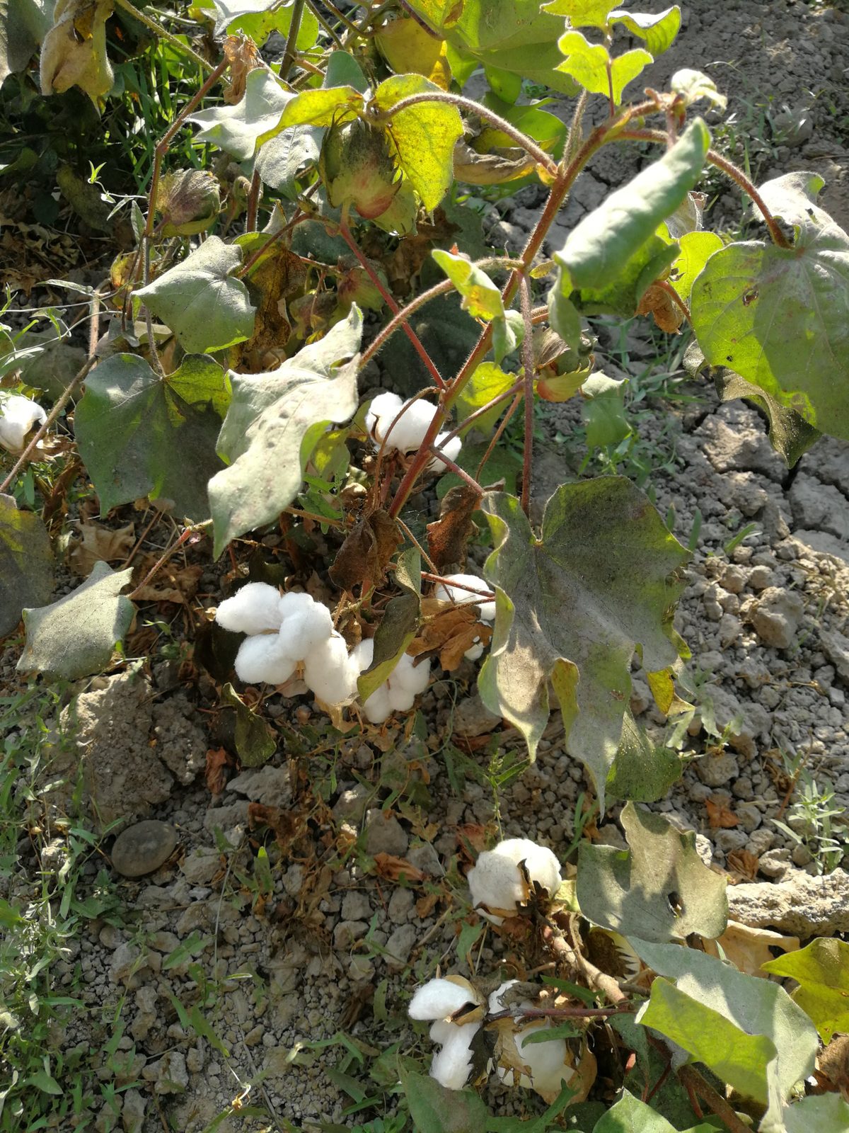 A cotton plant with the first bolls open