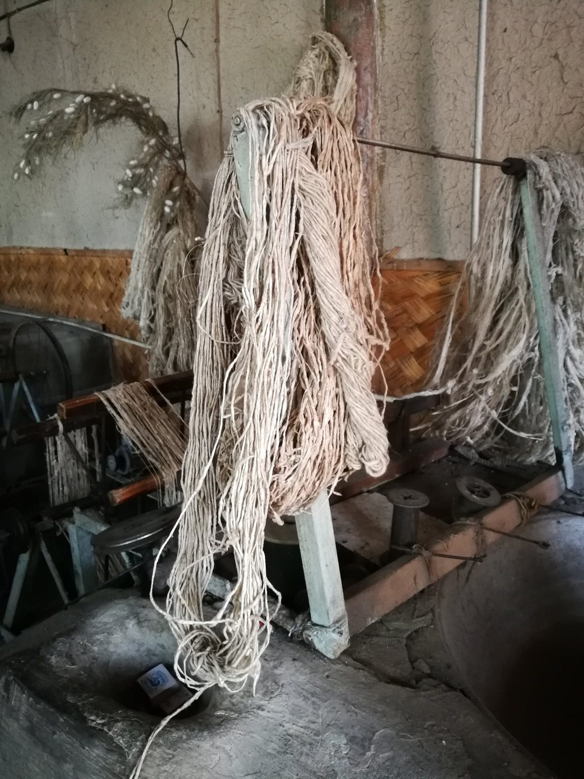Hanks of raw silk hung up by the reeling machines