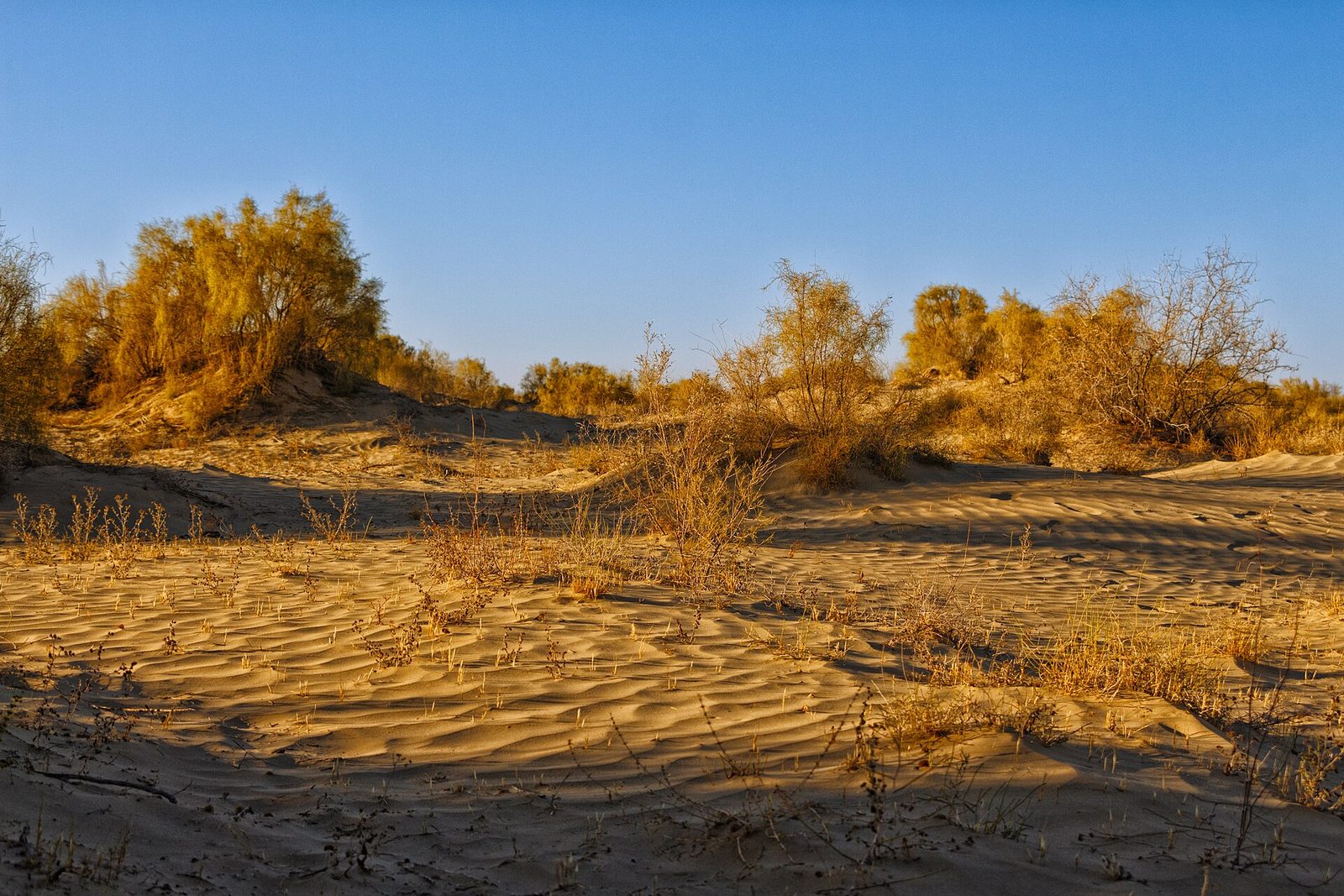 Desert shrubs on the sands of the Aralkum, the former bed of the Aral Sea, Muynak district